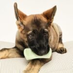 Tangle Teezer | Pet Teezer | Puppy Grooming Brush | Short, Medium Hair | Soft Bristles to Detangle Knots | Mint - Image 4