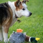Petface Honking and Squeaky Duck Plush Dog Toy - Image 4